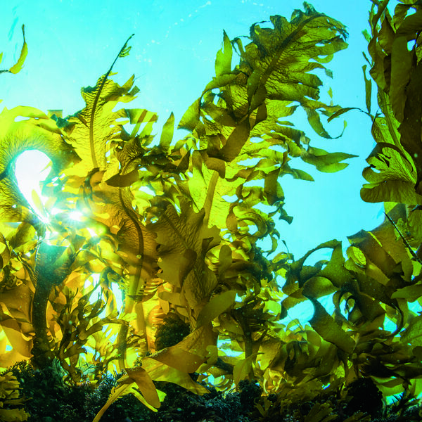 Les algues, la solution miracle